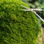 Right Tree Trimming Service